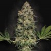 Paradise Seeds - Jacky White 3 ks - Semená neobsahujú THC Paradise Seeds - Jacky White 3 ks - Semená neobsahujú THC
