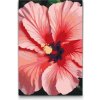Vymalujsisam.sk Maľovanie podľa čísiel - Kvet Ibišteka Veľkosť: 20x30cm, Rám: Na plastovej doske Vymalujsisam.sk Maľovanie podľa čísiel - Kvet Ibišteka Veľkosť: 20x30cm, Rám: Na plastovej doske