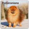 Pomeranians Spitz 16-Monats 2026