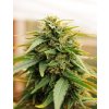 Doctor´s Choice Seeds Deepforest Super Auto 5 ks Doctor´s Choice Seeds Deepforest Super Auto 5 ks