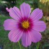 Krasuľka perovitá Cosmini Pink - Cosmos bipinnatus - semená krasuľky - 20 ks Krasuľka perovitá Cosmini Pink - Cosmos bipinnatus - semená krasuľky - 20 ks