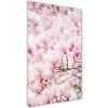 Vertikálny foto obraz sklo tvrdené Kvety magnólia 50x100 cm Vertikálny foto obraz sklo tvrdené Kvety magnólia 50x100 cm