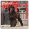 Poodles Pudel 16-Monats 2026