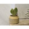Opuntia microdasys var. pallida Opuntia microdasys var. pallida