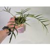 PlanBros flower Philodendron tortum PlanBros flower Philodendron tortum