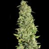 Eva Seeds - High Level 3 ks - Semená neobsahujú THC Eva Seeds - High Level 3 ks - Semená neobsahujú THC