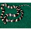 Repti Zoo Carpet Mat 43x42,5 cm Repti Zoo Carpet Mat 43x42,5 cm