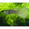 Poecilia reticulata leopard Poecilia reticulata leopard