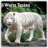 White Tigers Weiße Tiger 16-Monats 2026