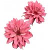 Stabilizované kvety Dahlia - ružová Stabilizované kvety Dahlia - ružová