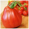 Paradajka Coure di Bue - Solanum lycopersicum - semená paradajky - 10 ks Paradajka Coure di Bue - Solanum lycopersicum - semená paradajky - 10 ks