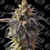 Original Sensible Seeds - Velvet Drip Auto 1 ks - Semená neobsahujú THC Original Sensible Seeds - Velvet Drip Auto 1 ks - Semená neobsahujú THC