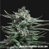 Kalashnikov Seeds - Blue Acid Auto 5 ks - Semená neobsahujú THC Kalashnikov Seeds - Blue Acid Auto 5 ks - Semená neobsahujú THC