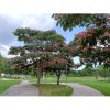Albízia ružová (Albizia Julibrissin) ´OMBRELLA BOUBRI´® - výška 30-50 cm, kont. C3L Albízia ružová (Albizia Julibrissin) ´OMBRELLA BOUBRI´® - výška 30-50 cm, kont. C3L