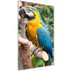 Vertikálny foto obraz sklo tvrdené Papagáj Ara 50x100 cm Vertikálny foto obraz sklo tvrdené Papagáj Ara 50x100 cm