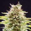 Kannabia Seeds - Super OG Kush 3 ks - Semená neobsahujú THC Kannabia Seeds - Super OG Kush 3 ks - Semená neobsahujú THC