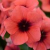 Katarant Tatoo Papaya - Catharanthus roseus - semená zimozeleň - 30 ks Katarant Tatoo Papaya - Catharanthus roseus - semená zimozeleň - 30 ks