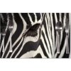 Sablio Prestieranie Detail zebra: 40x30cm Sablio Prestieranie Detail zebra: 40x30cm