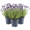 Levanduľa FloraSelf Lavandula angustifolia 'Felice' 20-25 cm kvetináč 1,5 l 1 ks Levanduľa FloraSelf Lavandula angustifolia 'Felice' 20-25 cm kvetináč 1,5 l 1 ks