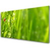 Sklenený obklad Do kuchyne Tráva lienka príroda 100x50 cm Sklenený obklad Do kuchyne Tráva lienka príroda 100x50 cm