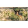 Foto obraz akrylový na stenu Jeleň na poli 100x50 cm Foto obraz akrylový na stenu Jeleň na poli 100x50 cm
