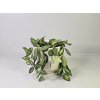 PlanBros flower Hoya PlanBros flower Hoya