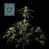 Seedsman Peyote Wi neobsahuje THC 3 semena Seedsman Peyote Wi neobsahuje THC 3 semena
