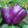 Paprika Beluga Lilac F1 - Capsicum annuum - predaj semien - 6 ks Paprika Beluga Lilac F1 - Capsicum annuum - predaj semien - 6 ks