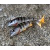 TOMY'S BAIT Perch Jointed 3,2 TOMY'S BAIT Perch Jointed 3,2