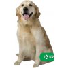 Fypryst spot-on Dog L 20-40 kg 1 x 2,68 ml Fypryst spot-on Dog L 20-40 kg 1 x 2,68 ml