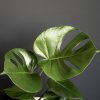 Monstera Deliciosa veľká Monstera Deliciosa veľká