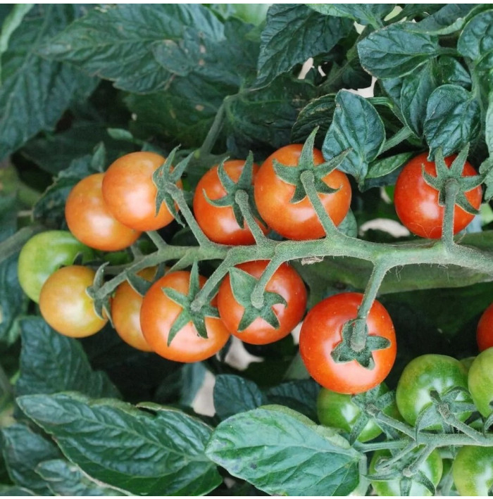 Paradajka koktailová Primabella - Solanum lycopersicum - semená paradajky - 6 ks