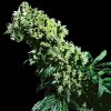 Sensi Seeds - Northern Lights #5 x Haze 3 ks - Semená neobsahujú THC Sensi Seeds - Northern Lights #5 x Haze 3 ks - Semená neobsahujú THC