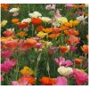 Slncovka kalifornská - zmes farieb - Eschscholzia californica - semená - 200 ks Slncovka kalifornská - zmes farieb - Eschscholzia californica - semená - 200 ks