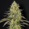 Eva Seeds - Black Dream 3 ks - Semená neobsahujú THC Eva Seeds - Black Dream 3 ks - Semená neobsahujú THC
