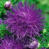 Astra čínska - Purple (semená) Astra čínska - Purple (semená)