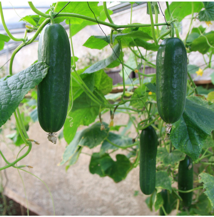 Uhorka šalátová Picolino F1 - Cucumis sativus - semená uhorky - 4 ks