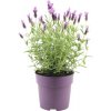 Levanduľa korunkatá FloraSelf Lavandula stoechas ‚Anouk‘ výška 20-25 cm kvetináč Ø 15 cm ružová Levanduľa korunkatá FloraSelf Lavandula stoechas ‚Anouk‘ výška 20-25 cm kvetináč Ø 15 cm ružová