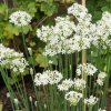 Pažítka cesnaková - Allium Tuberosum - semiačka - 200 ks Pažítka cesnaková - Allium Tuberosum - semiačka - 200 ks