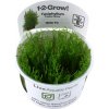 TROPICA Taxiphyllum alternans Taiwan Moss - In Vitro (Tropica) TROPICA Taxiphyllum alternans Taiwan Moss - In Vitro (Tropica)