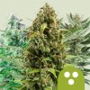 Royal Queen Seeds Cannabis Seeds Samonakvitnúca Zmes 3 ks Royal Queen Seeds Cannabis Seeds Samonakvitnúca Zmes 3 ks
