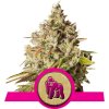Royal Queen seeds Royal Gorilla neobsahují THC 10 ks Royal Queen seeds Royal Gorilla neobsahují THC 10 ks