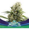 BSF Seeds - Moby-D XXL Auto 50 ks - Semienka neobsahujú THC BSF Seeds - Moby-D XXL Auto 50 ks - Semienka neobsahujú THC