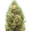 Monster Genetics - Monster Bruce Banner Auto 3 ks - Semená neobsahujú THC. Monster Genetics - Monster Bruce Banner Auto 3 ks - Semená neobsahujú THC.