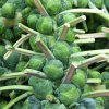 Kel ružičkový Casiopea - Brassica oleracea - semená kelu - 400 ks Kel ružičkový Casiopea - Brassica oleracea - semená kelu - 400 ks
