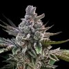 Silent Seeds - Acai Jelly 5 ks - semená neobsahujú THC Silent Seeds - Acai Jelly 5 ks - semená neobsahujú THC