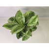 Aglaonema Maria Aglaonema Maria