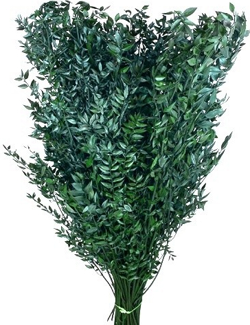 Stabilizované listy - vetvy Ruscus 60cm - tmavozelené