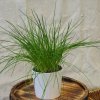 Pažítka pražská - Allium schoenoprasum L. - semená pažítky - 750 ks Pažítka pražská - Allium schoenoprasum L. - semená pažítky - 750 ks
