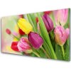 Nástenný panel Tulipány kvety rastlina 100x50 cm Nástenný panel Tulipány kvety rastlina 100x50 cm